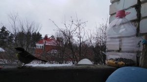 Ловушка на птиц из пластиковой бутылки #2