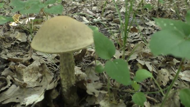 СНОГСШИБАТЕЛЬНАЯ ПОЛЯНКА с Подберезовиками - Бабками !? .Грибы Июля 2021 .? смотреть онлайн