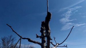 Как формировать грушу от посадки в сад однолетним саженцем до взрослого дерева!