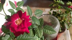 Две комнатные розы. цветение. Indoor rose, flowering