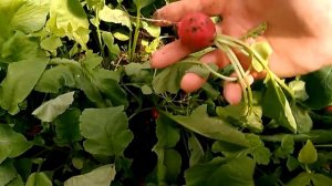 Крупноплодные сорта редиски, Селеста и Сакса. 06.05.18