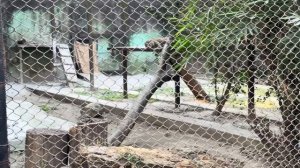 Kolkata Zoo | Zoological Garden Alipore | कोलकाता चिड़ियाघर | Kolkata West Bengal