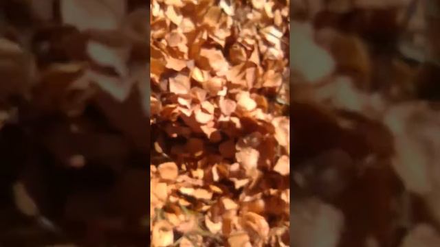 что есть в нашем Селе. Уинском смотреть онлайн