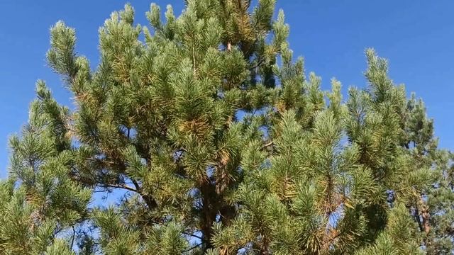 30 ноября  праздник День Григория Чудотворца. Народные приметы и запреты.
