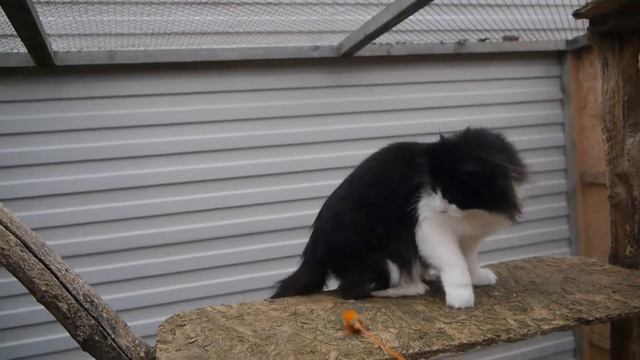 Норвежская лесная кошка Reine Des Bois Astra Polaris*UA смотреть онлайн