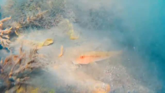 Барабуля смотреть онлайн