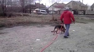 Дрессировка собак.Нем.овч.Мира и Мати выборка вещи.