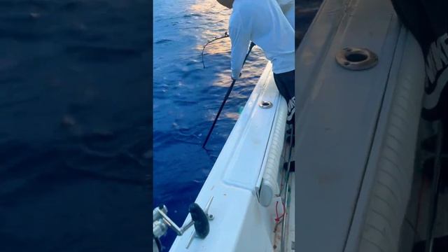 70lb Yellowfin Tuna in Bermuda on Light Tackle #fishinginbermuda subscribetomychannel