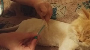 Укол инсулина коту