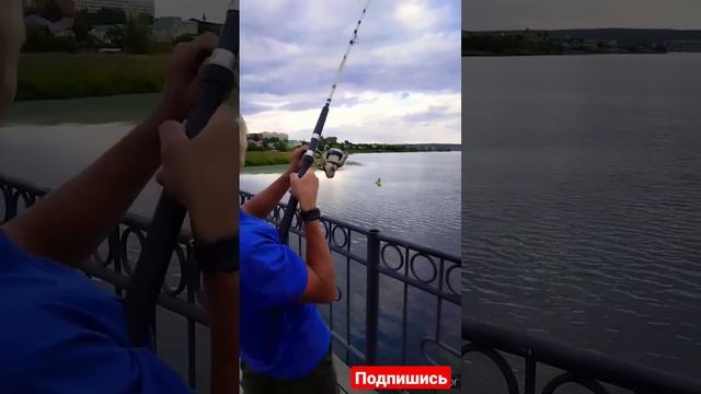 Редкий случай На Рыбалке -Поймал огромного Карпа #fishing #shorts #рыбалка #карповаяловля