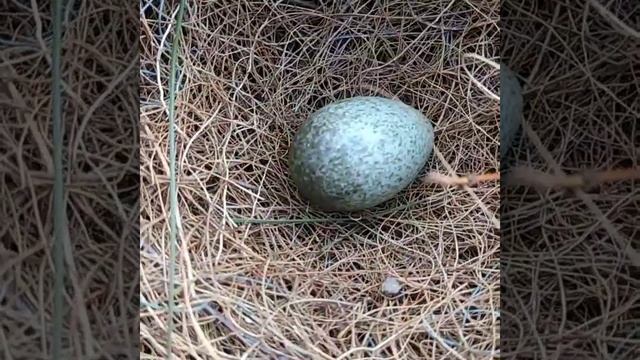 Гнездо сороки с яйцом смотреть онлайн