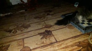 НОЧНОЙ ТЫГЫДЫК ДАЛЬНЕВОСТОЧНОГО КОТА