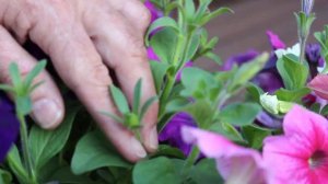 How to Prune Petunias