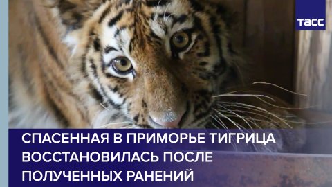 Спасенная в Приморье тигрица восстановилась после полученных ранений #shorts