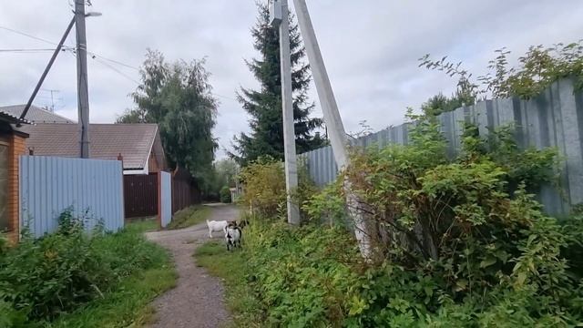 Золотая коза?Полезное козье молоко.