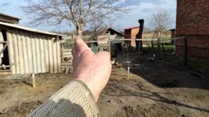 Как посадить хурму, нектарин