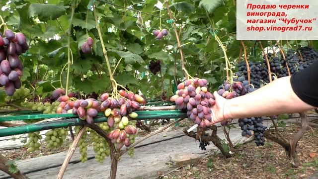 Виноград Князь Трубецкой - вы ищете вкусные большие ягоды с малиновым оттенком- это он! смотреть онлайн