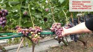 Виноград Князь Трубецкой - вы ищете вкусные большие ягоды с малиновым оттенком- это он!