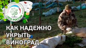 Укрытие винограда осенью. Как и когда укрывать виноград на зиму.