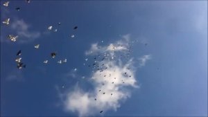 " НИКОЛАЕВСКИЕ ГОЛУБИ " КАЛМЫКИИ "... РОССИЯ ...🇷🇺