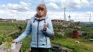 Что делать если рассада помидор сломалась?
