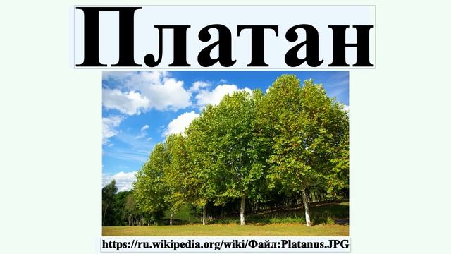 Платан смотреть онлайн