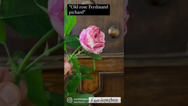 Watch my full personal review of old rose “ Ferdinand Pichard “ Now￼ #gar￼denerben