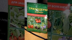 phytophthora..как  избежать фитофторы . препарат ТРИХОДЕРМА ВЕРИДЕ