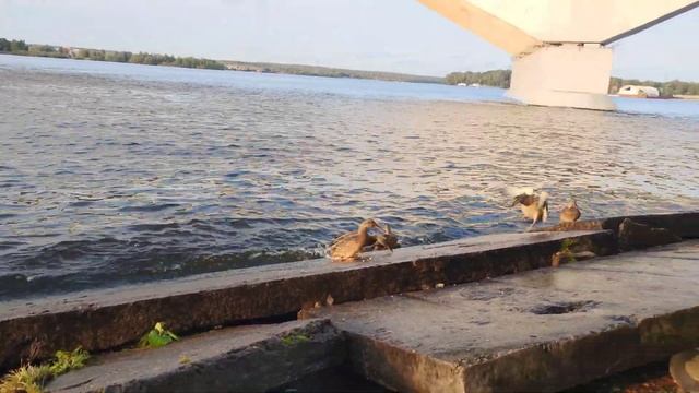 Клязьминское водохранилище Рыбалка на фидер Канал имени Москвы Долгопрудный