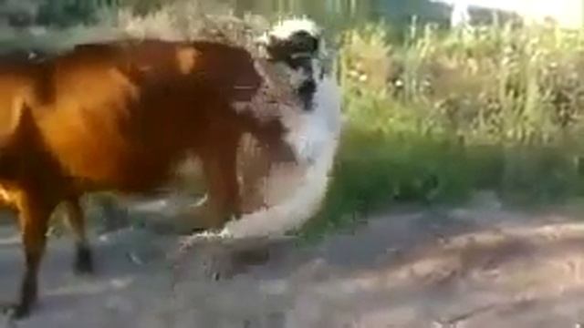 Bull has not grown! смотреть онлайн