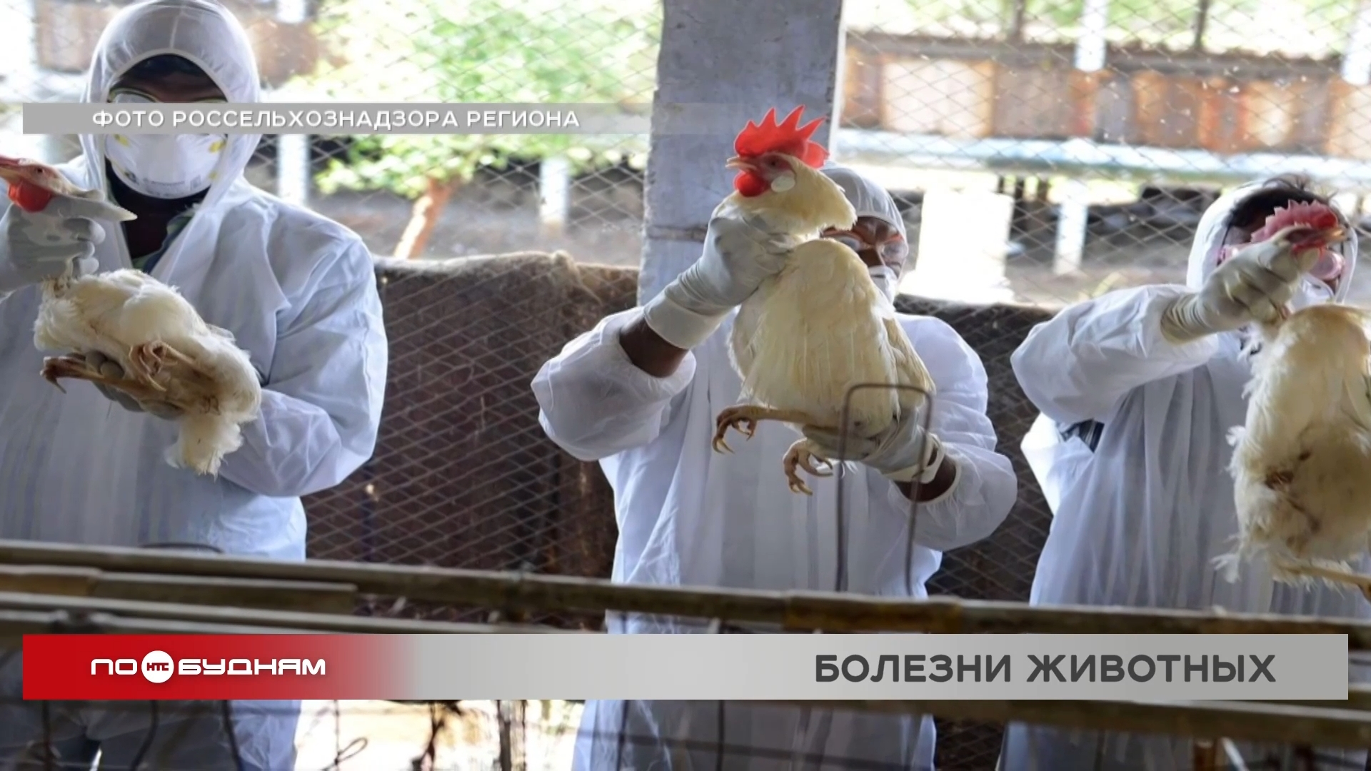 Случаи бешенства в тбилиси