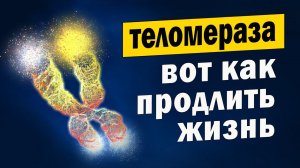 Как Продлить Жизнь: Учёные Раскрыли Тайну Теломер