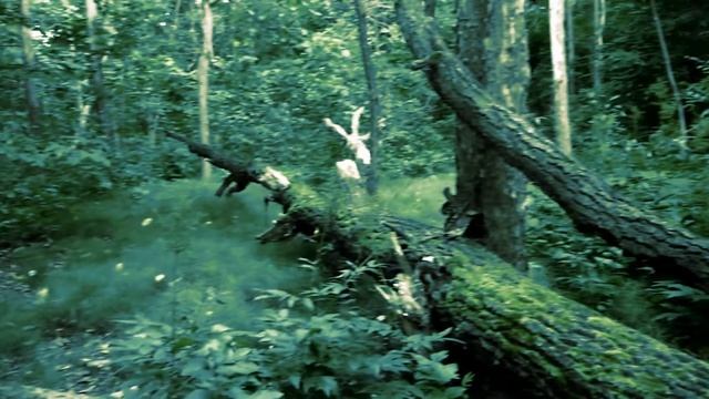 Дремучий лес Dense Forest смотреть онлайн