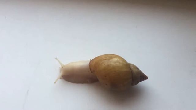 Шок!!/зефирка родила жировые яйца/Snails Life смотреть онлайн