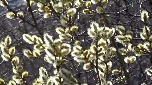 Мы продали квартиру тёщи, а её забрали жить к нам. Но когда тёща пришла в мою комнату началось тако смотреть онлайн