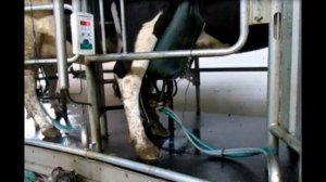 Мастит коров.mp4