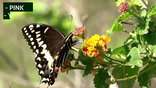 11 Plants To Attract Butterflies To Your Garden | Best Plants For Butterflies