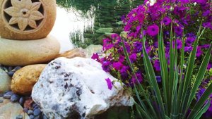 Юкка нитчатая Как выращивать? Уход, размножение, полив и применение в ландшафте.