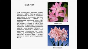 Семейство Амарилисовые