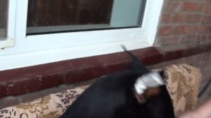 Постановка ушей добермана