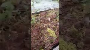 Осенняя посадка-пересадка голубики.