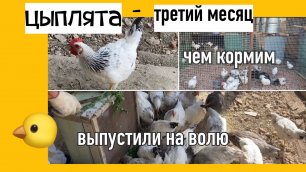 Цыплятам третий месяц/Пора на волю/ Полезная мешанка/