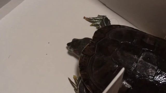 Черепаха прошла лабиринт! смотреть онлайн