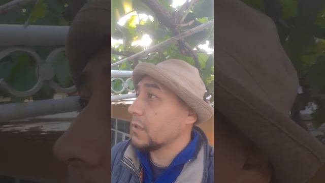 Отакосование листья Винограда ????? друзья дома смотреть онлайн