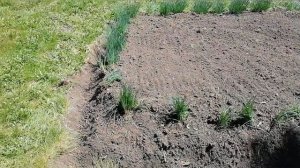 Обзор теплицы. Посадка гладиолусов.