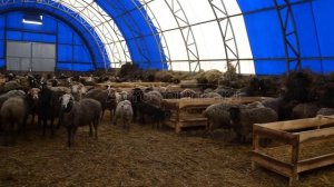 Овчарня. Строительство овчарни. Выращивание овец