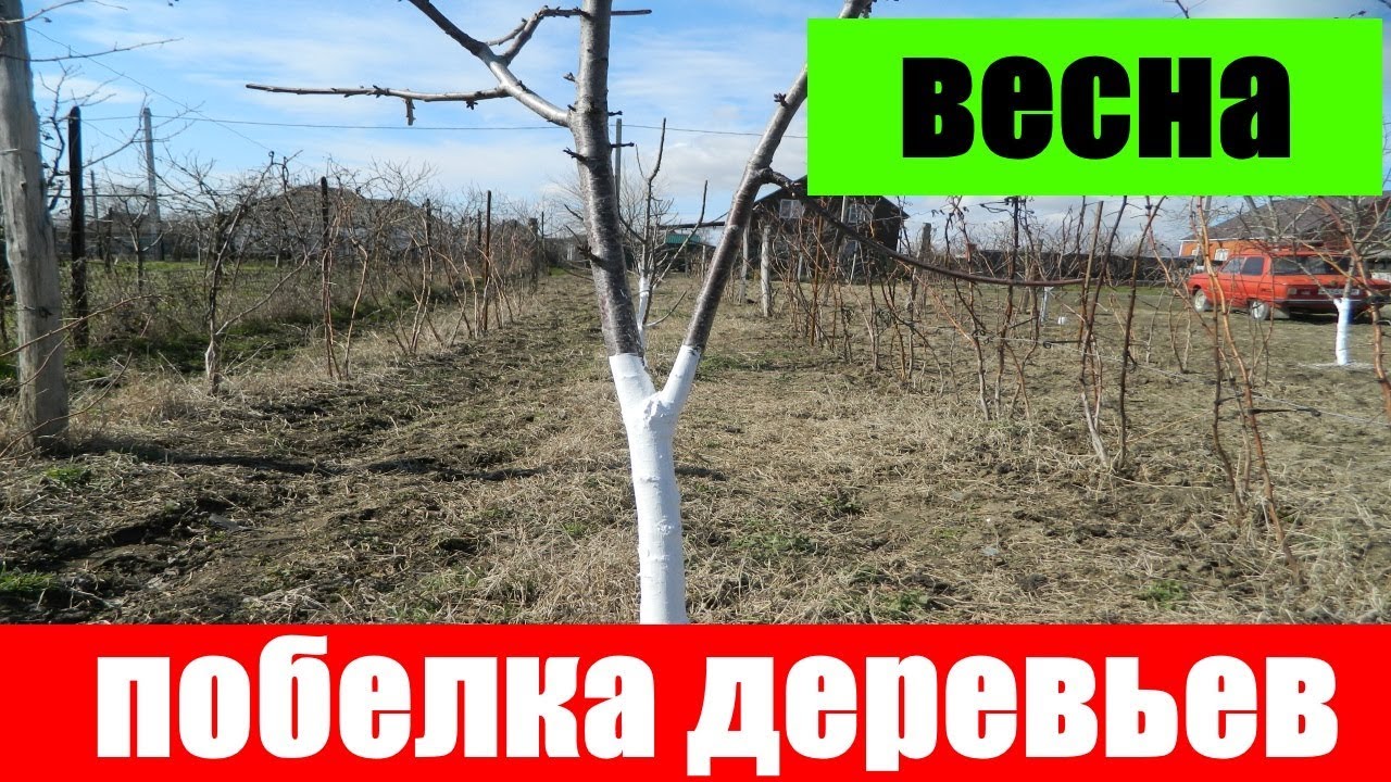 ПОБЕЛКА ДЕРЕВЬЕВ ВЕСНОЙ