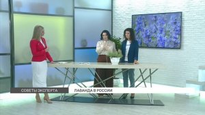 Лаванда: выращивание и уход в России