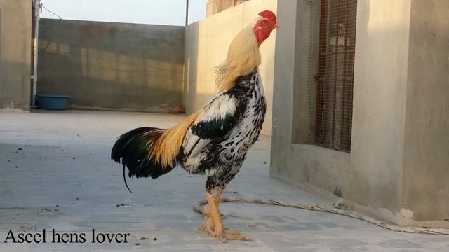 Aseel murgay ki azaan смотреть онлайн