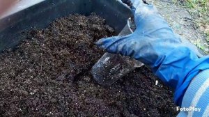 Сажаю колеусы осенью